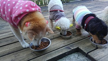 IMG_20181029_072654