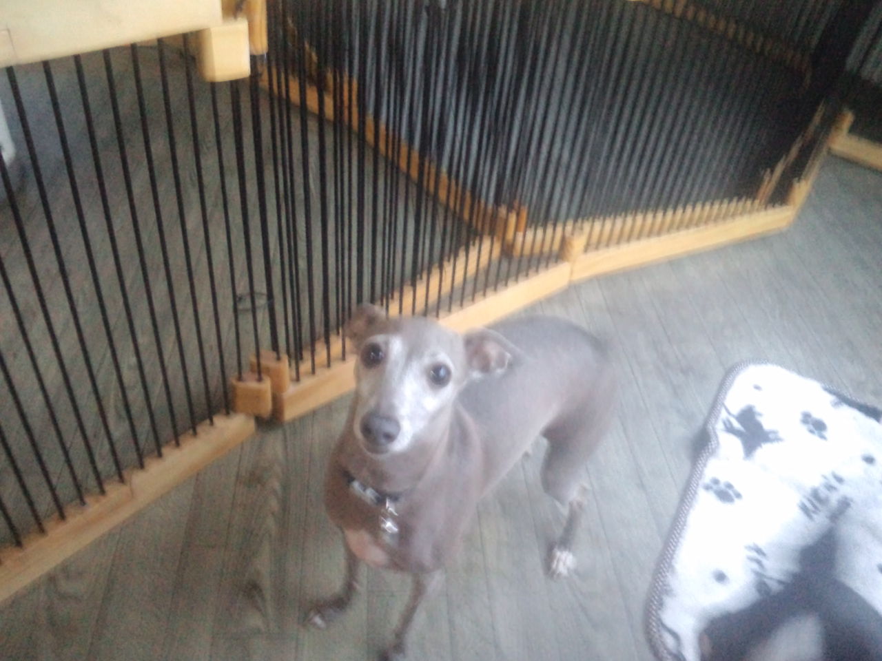 ボストンテリア イタリアングレーハウンド ミニチュアダックス チワワちゃんズがチェックイン 老犬ホーム 店長のおさんぽ