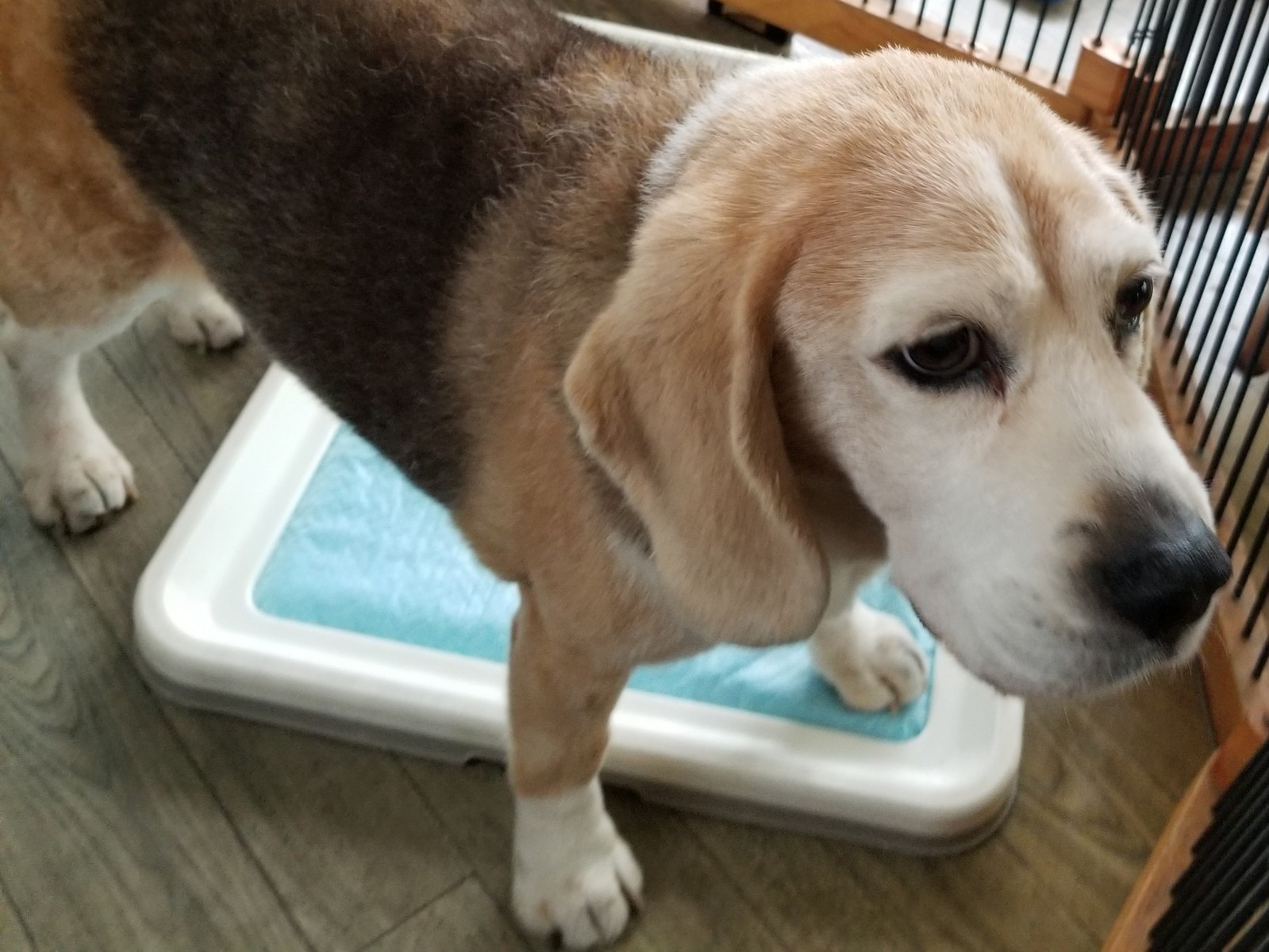ビーグルくんがチェックイン 老犬ホーム 店長のおさんぽ ビーグルくんがチェックイン 老犬ホーム 店長のおさんぽ