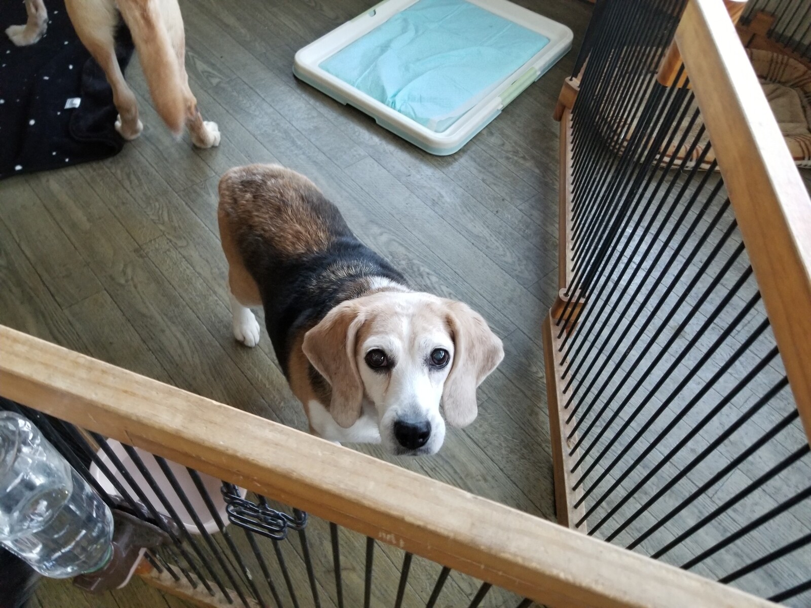 ラブラドールくんとビーグルちゃんがチェックイン 老犬ホーム 店長のおさんぽ ラブラドールくんとビーグルちゃんがチェックイン 老犬ホーム 店長のおさんぽ