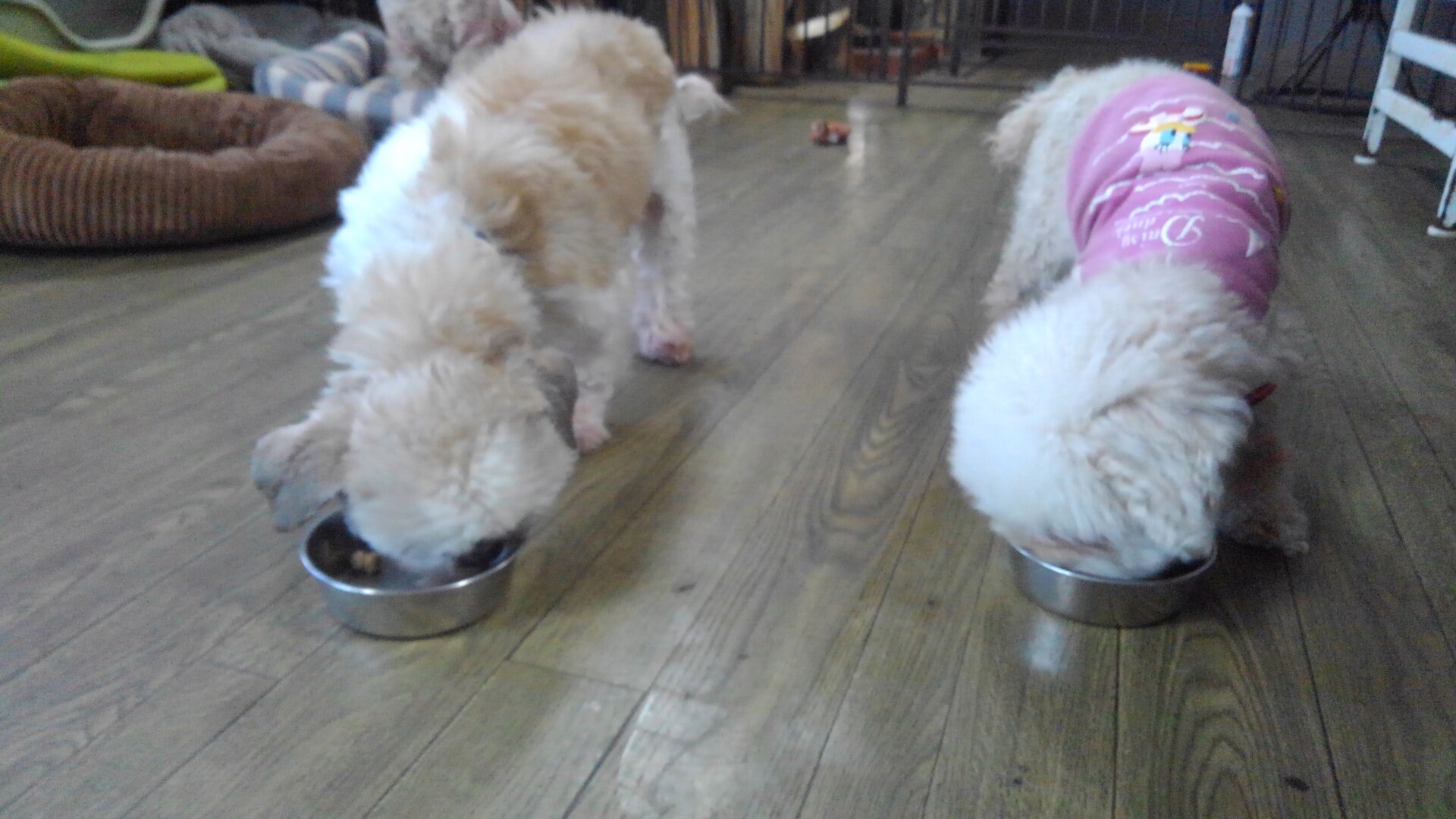 老犬ホーム ペットホテル軽井沢 ダディーの晩御飯 老犬ホーム 店長のおさんぽ 老犬ホーム ペットホテル軽井沢 ダディーの晩御飯 老犬ホーム 店長のおさんぽ