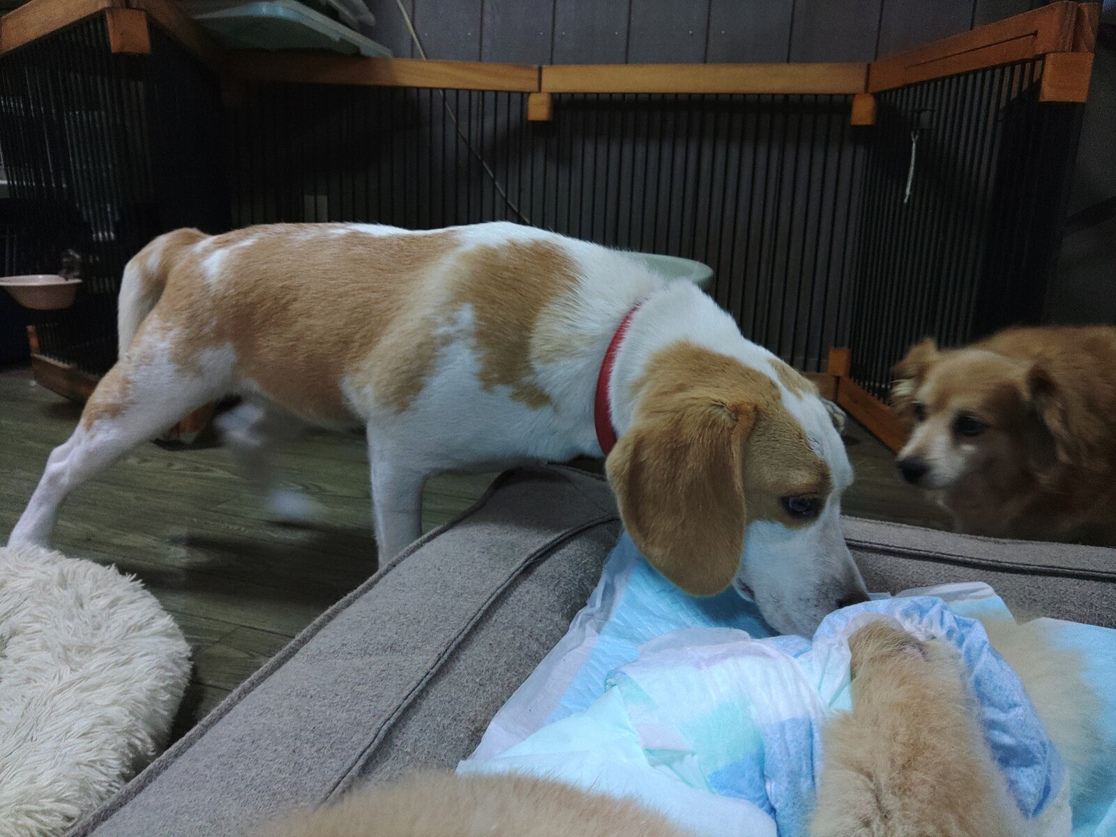 老犬ホーム ペットホテル軽井沢 ビーグルちゃんがチェックイン 老犬ホーム 店長のおさんぽ 老犬ホーム ペットホテル軽井沢 ビーグルちゃんがチェックイン 老犬ホーム 店長のおさんぽ