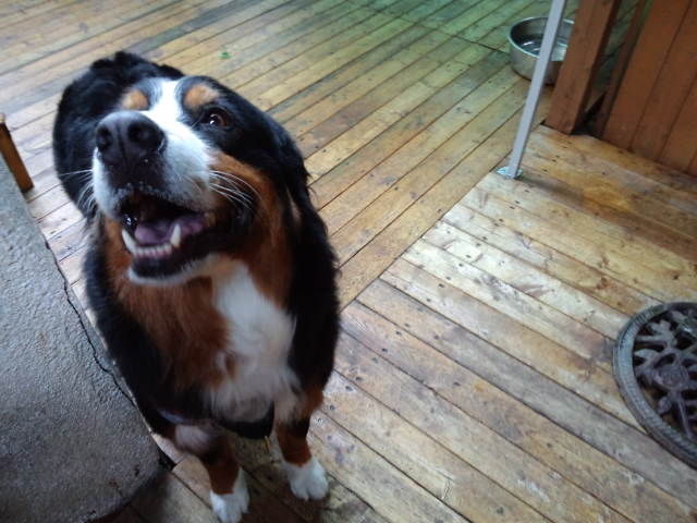 パーニーズちゃんがチェックイン 老犬ホーム 店長のおさんぽ パーニーズちゃんがチェックイン 老犬ホーム 店長のおさんぽ
