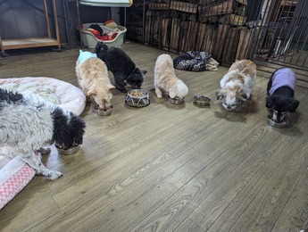 MP