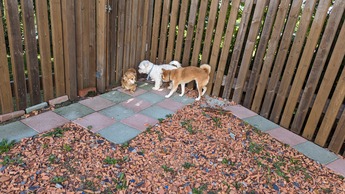 PXL_20230729_054003027