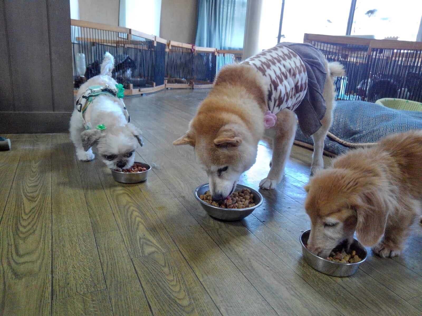 老犬ホーム ペットホテル軽井沢 ダディーの晩御飯の風景 老犬ホーム 店長のおさんぽ 老犬ホーム ペットホテル軽井沢 ダディーの晩御飯の風景 老犬ホーム 店長のおさんぽ