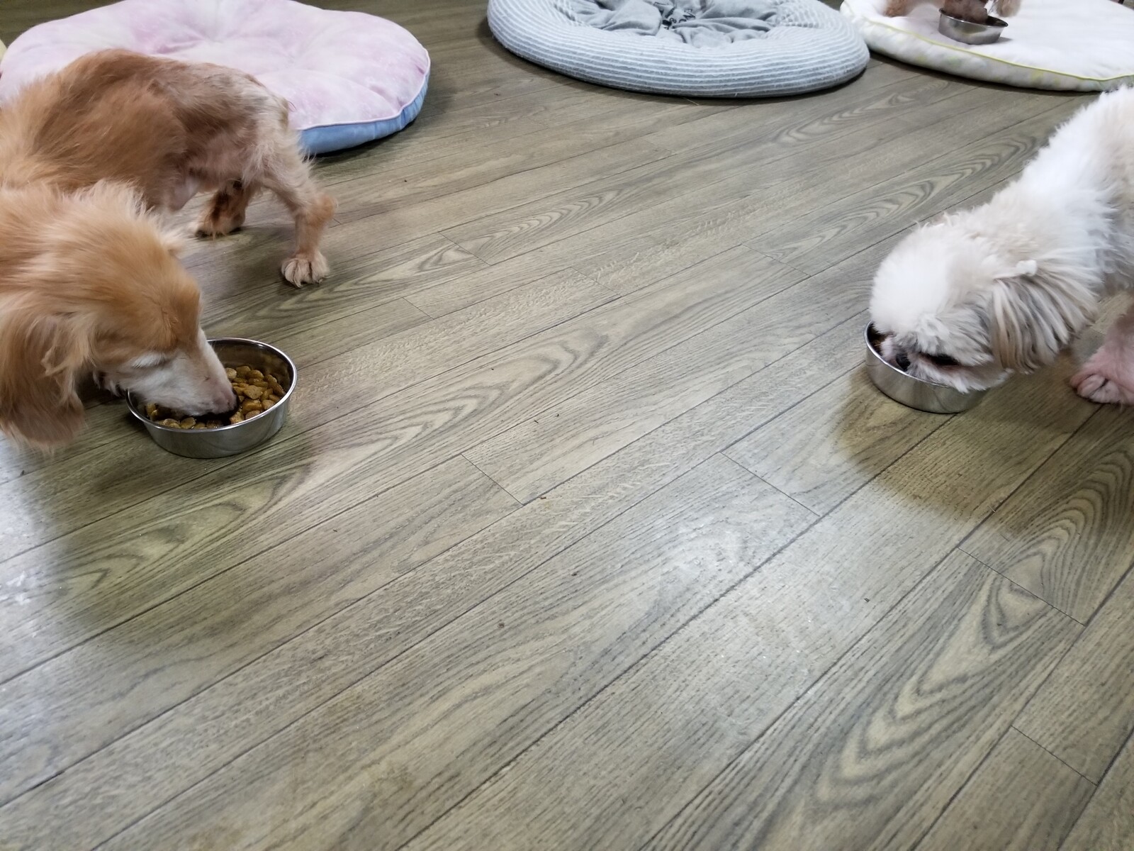 老犬ホーム 軽井沢ペットホテル 朝ごはん風景 老犬ホーム 店長のおさんぽ 老犬ホーム 軽井沢ペットホテル 朝ごはん風景 老犬ホーム 店長のおさんぽ