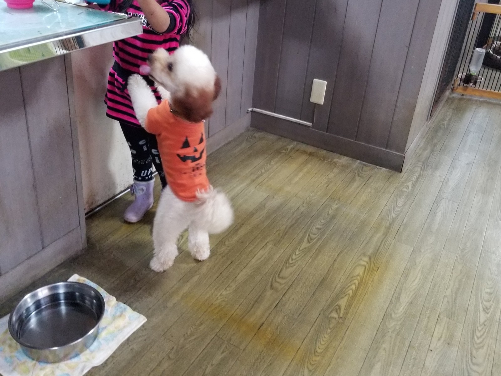トイプーズがチェックイン 老犬ホーム 店長のおさんぽ トイプーズがチェックイン 老犬ホーム 店長のおさんぽ