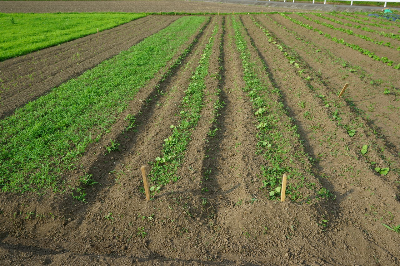 金時豆 小豆 追肥土寄せ 無農薬 有機栽培いろはにほへと