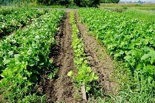 枝豆 小豆 黒豆床 管理機土寄せ 無農薬 有機栽培いろはにほへと