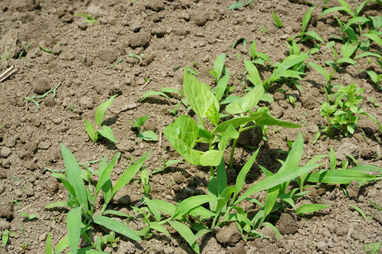 金時豆 小豆 追肥土寄せ 無農薬 有機栽培いろはにほへと
