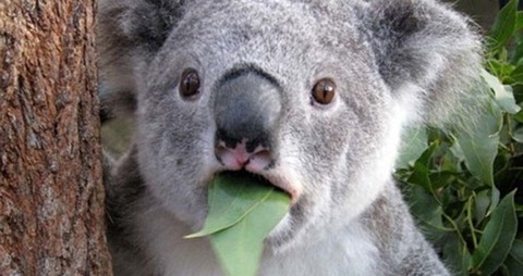Surprised-Koala3-799x423