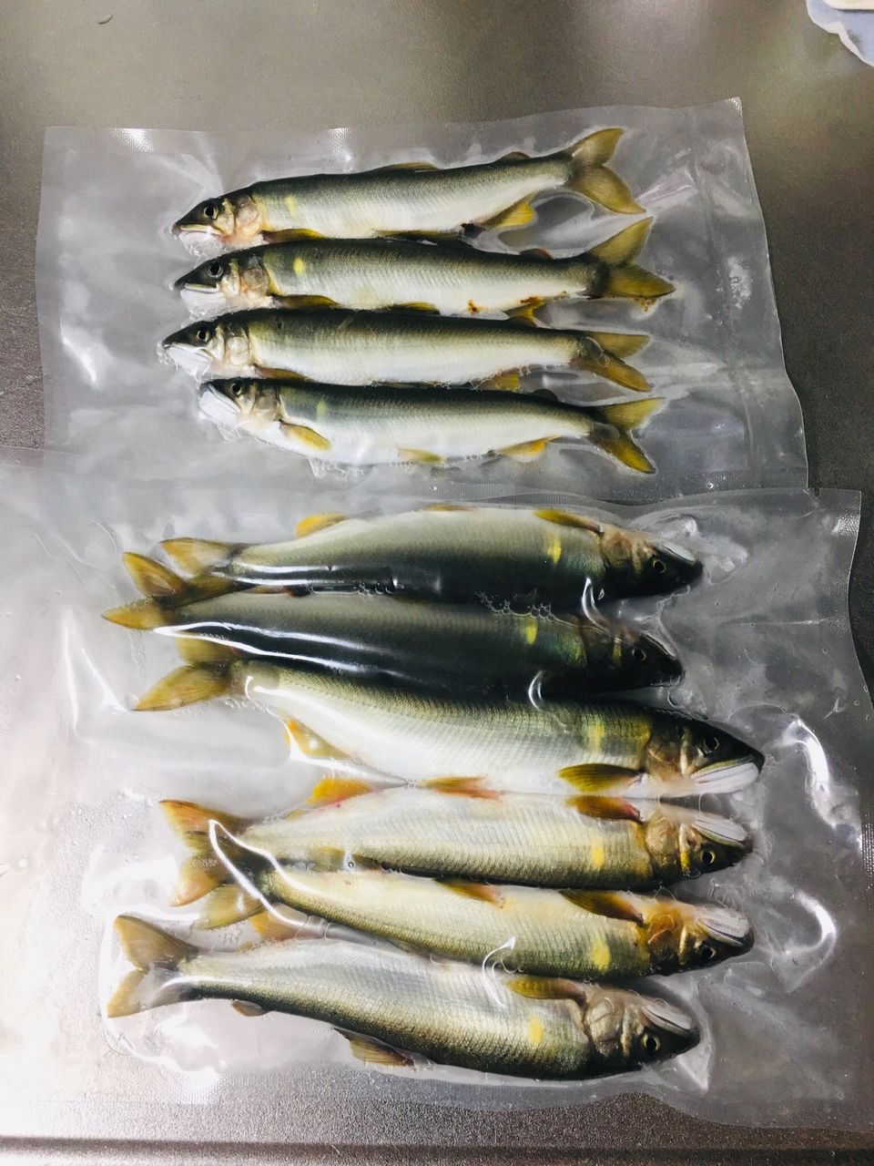 にしやん 釣り垢 俺的日刊釣り情報 にしやん 釣り垢 俺的日刊釣り情報