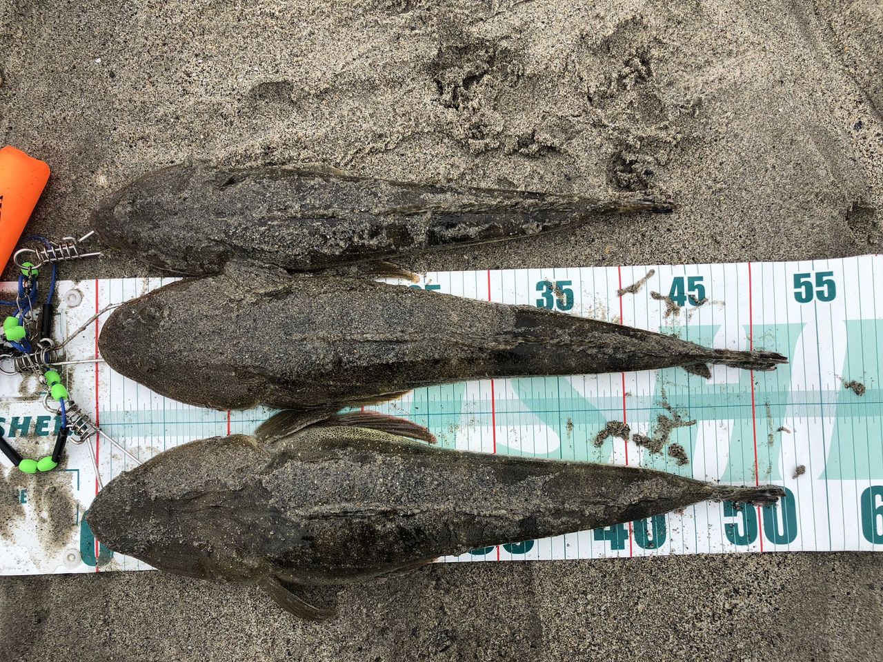 そげキング 俺的日刊釣り情報