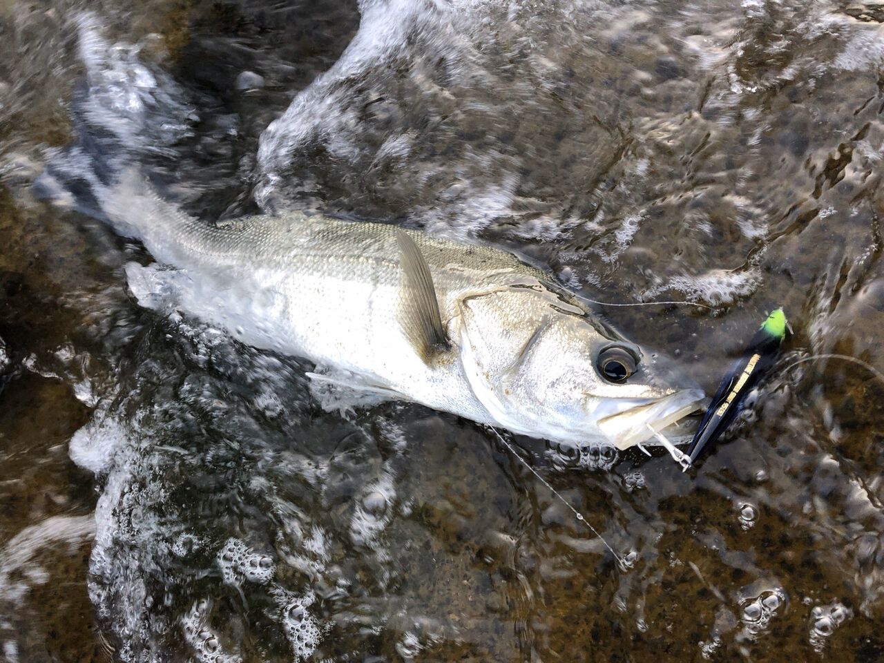 俺的日刊釣り情報 シーバス