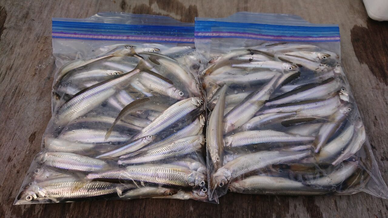 赤城山 青木別館 俺的日刊釣り情報