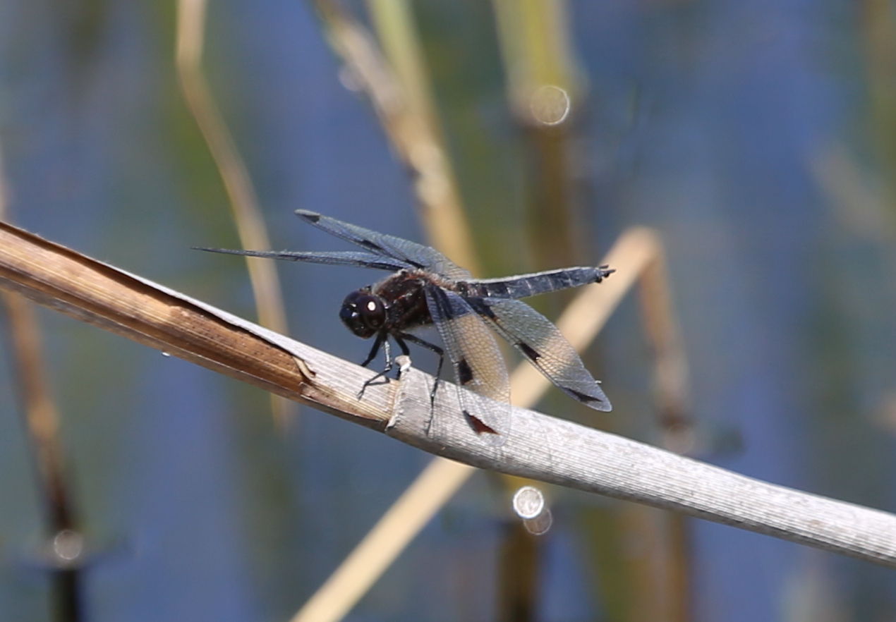 トンボ Hamのblog ベッコウトンボ