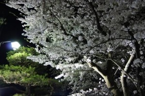 夜桜