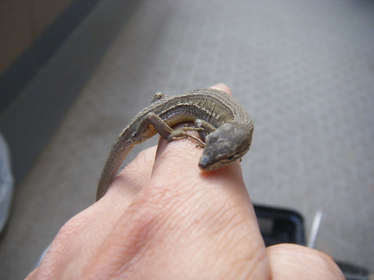 カナヘビってこんなに懐くの Jpskazのblog