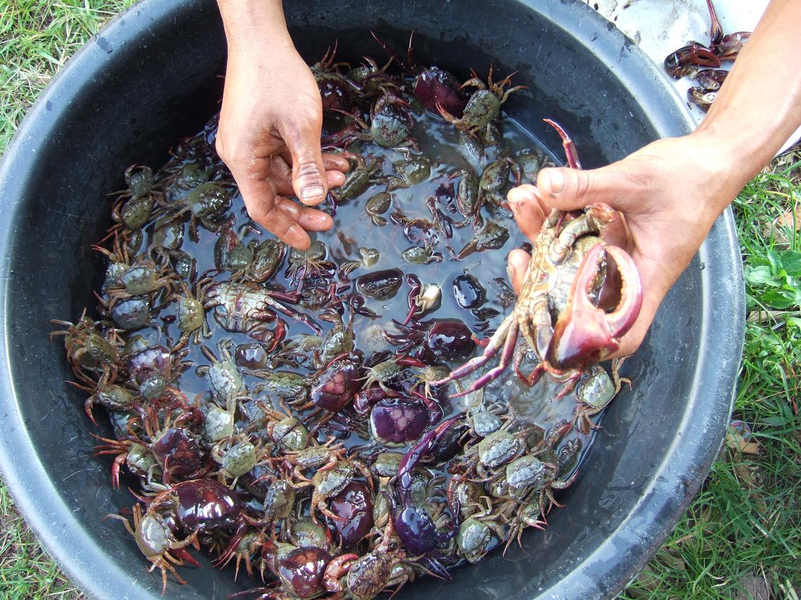 カニ味噌 タイの田舎と日本の田舎 カニ味噌 タイの田舎と日本の田舎