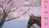 2025 3月 桜のお出迎え