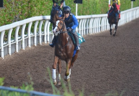 【競馬】アッシュゴールドがいよいよデビュー　馬体が小さいのが気になるが