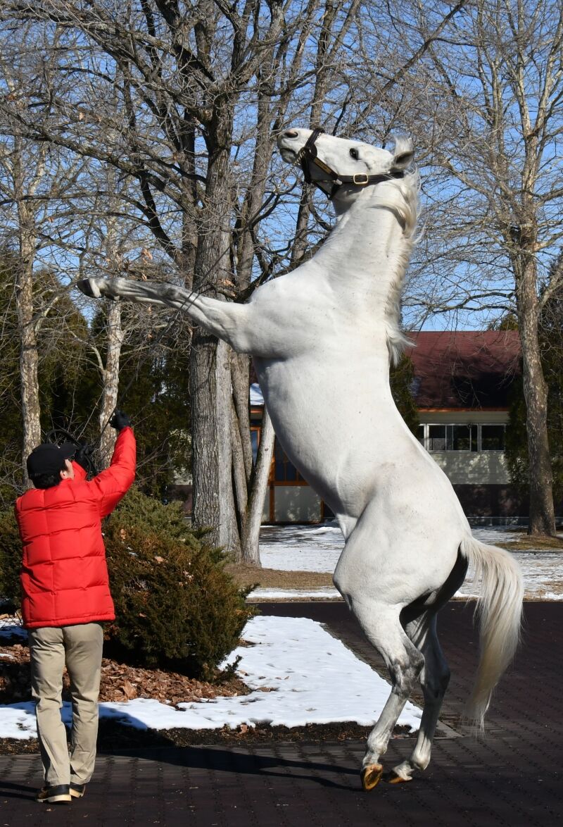 競馬 ゴールドシップさん 今年の種牡馬展示会でも直立不動を披露 競馬総合まとめ速報