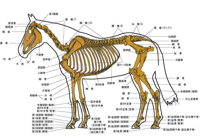 馬体診断 骨格の名称 京大式ｓｐ指数 久保和功vsカリスマ馬券師 赤木一騎 馬券対決 競馬研究 競馬ハイブリッド