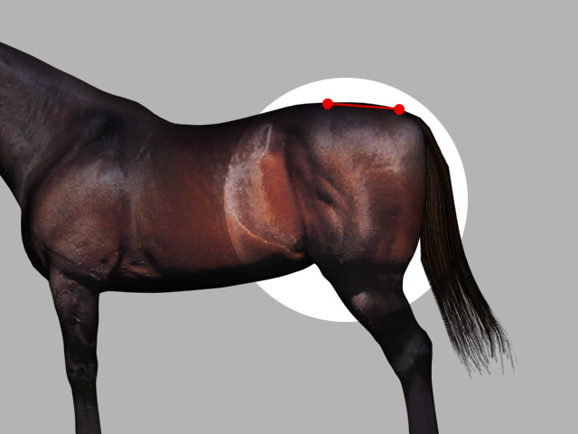 馬体診断 尻編 京大式ｓｐ指数 久保和功vsカリスマ馬券師 赤木一騎 馬券対決 競馬研究 競馬ハイブリッド