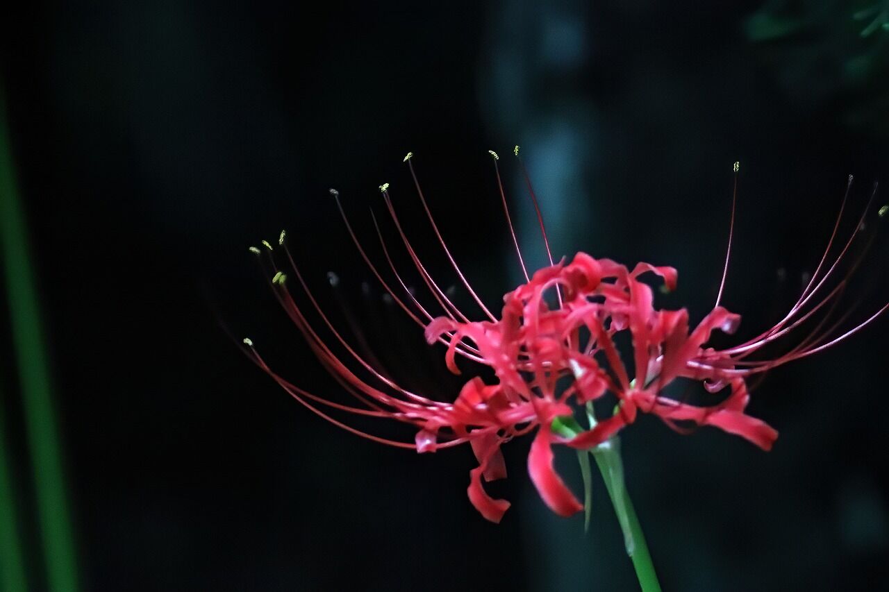 3色の彼岸花 花鳥風月にあこがれて 3色の彼岸花 花鳥風月にあこがれて