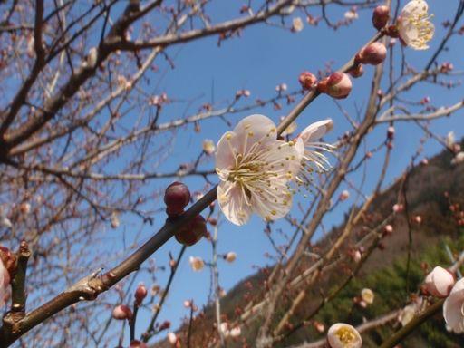 https://livedoor.blogimg.jp/js1ktr/imgs/0/5/051bc770.jpg