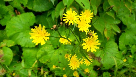 batch_RIMG1261