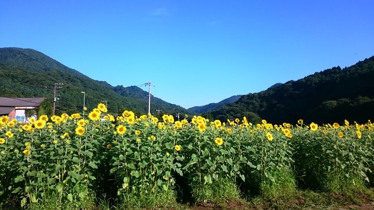 イメージ 7