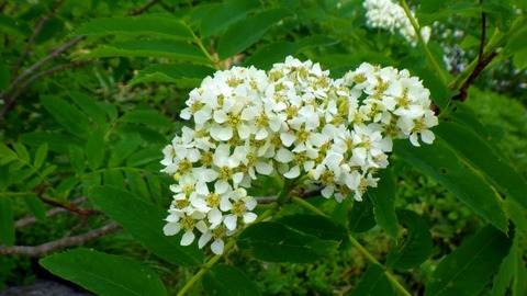 batch_RIMG9293