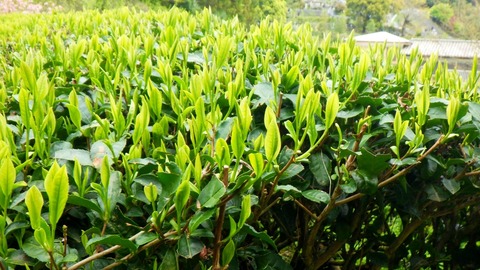 batch_RIMG6680