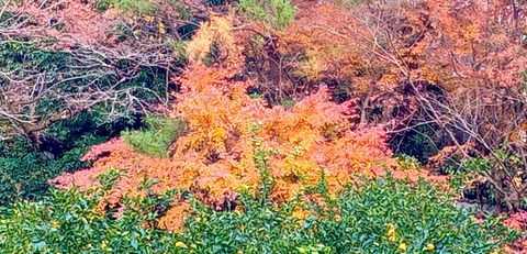 batch_IMG_20251209_121544