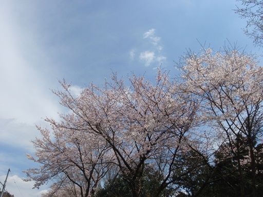 イメージ 6