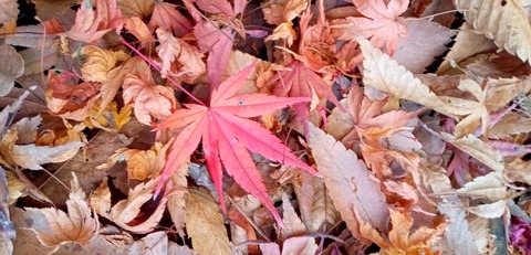 batch_IMG_20251209_133631