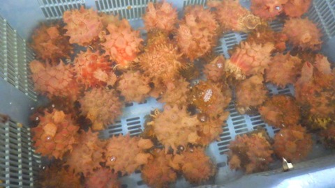 batch_RIMG5648