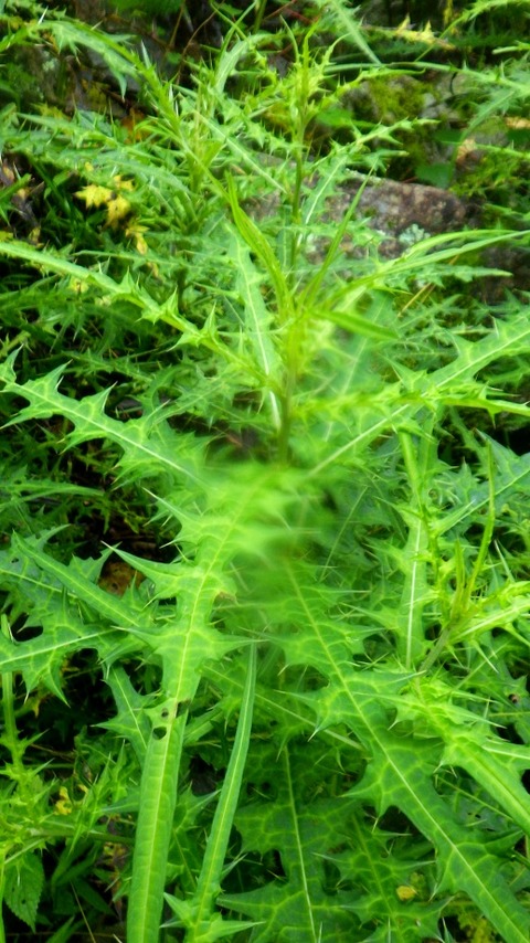 batch_RIMG9566