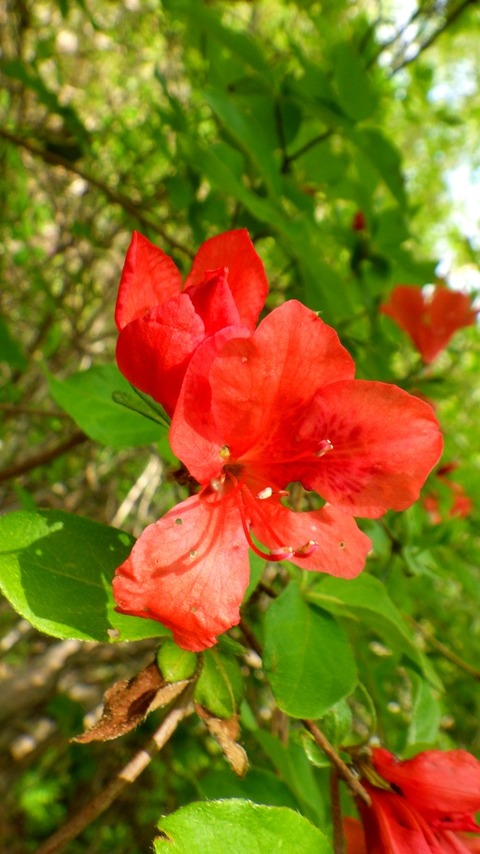 batch_RIMG6934