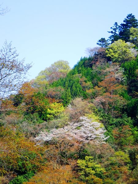 イメージ 30
