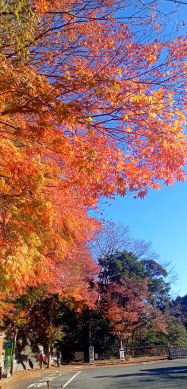 batch_IMG_20251207_132838