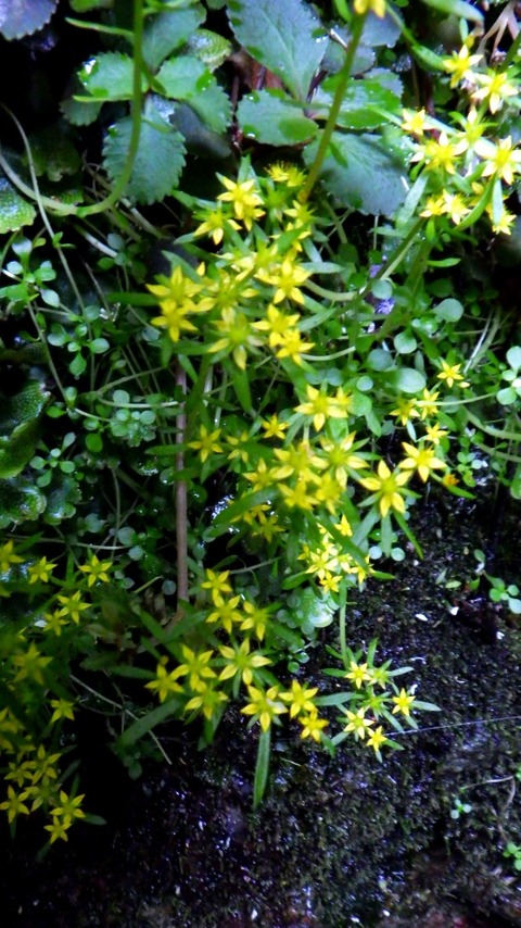 batch_RIMG7451