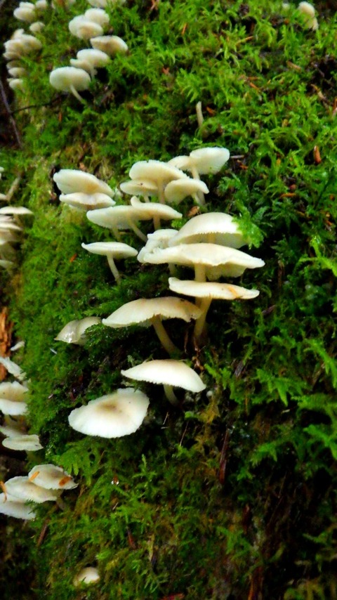 batch_RIMG0930