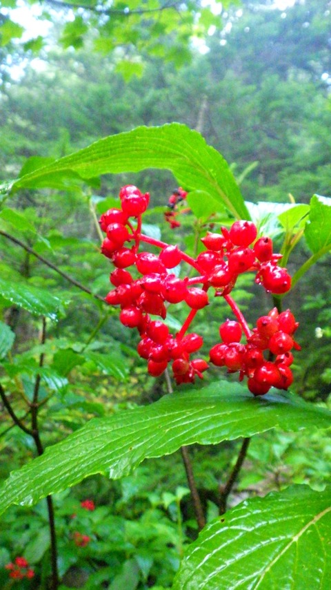 batch_RIMG0927