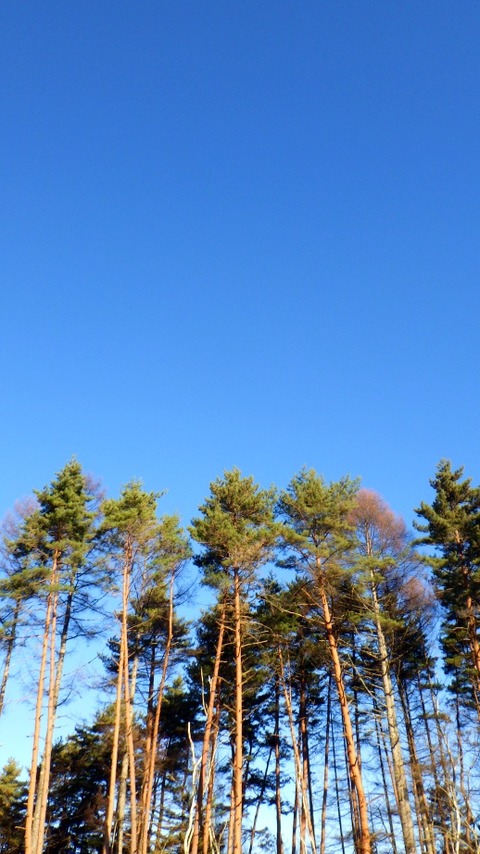 batch_RIMG3660