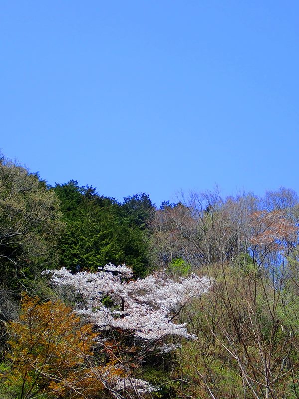 イメージ 38