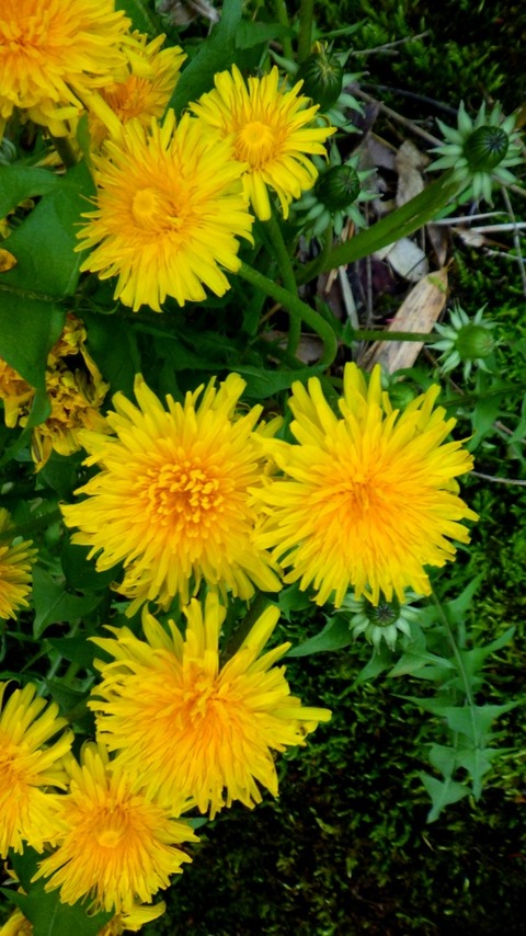 batch_RIMG6491