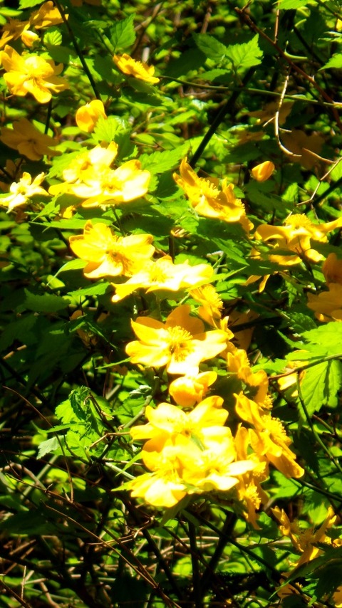 batch_RIMG6622